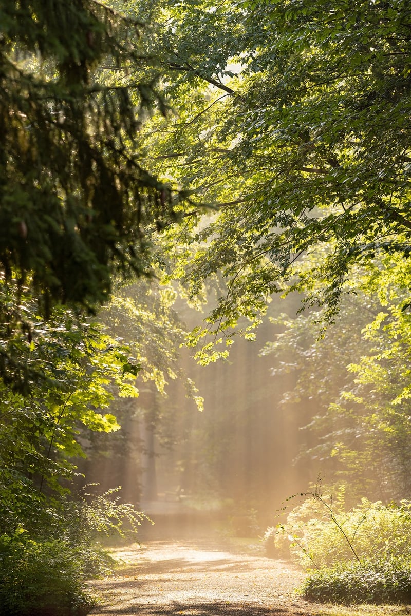 Enchanted Forest