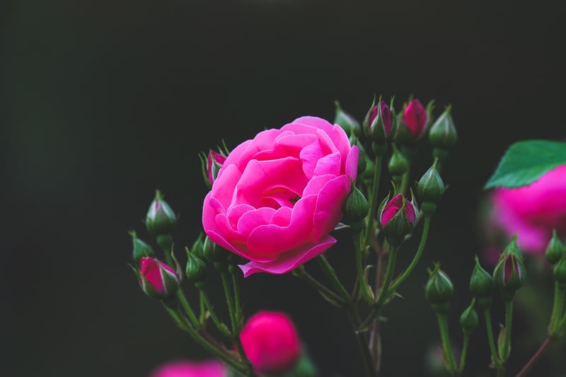 Secret Garden