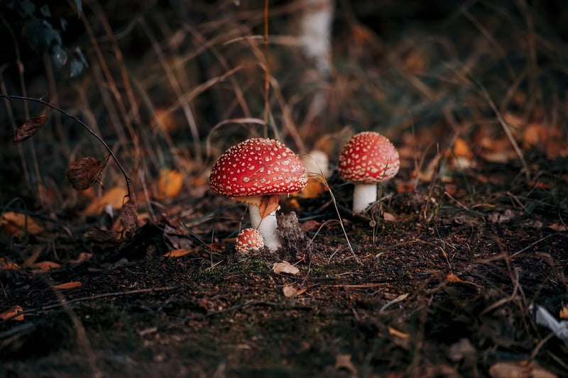 Wild Mushrooms